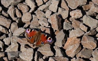 Ein Schmetterling auf Schottersteinen