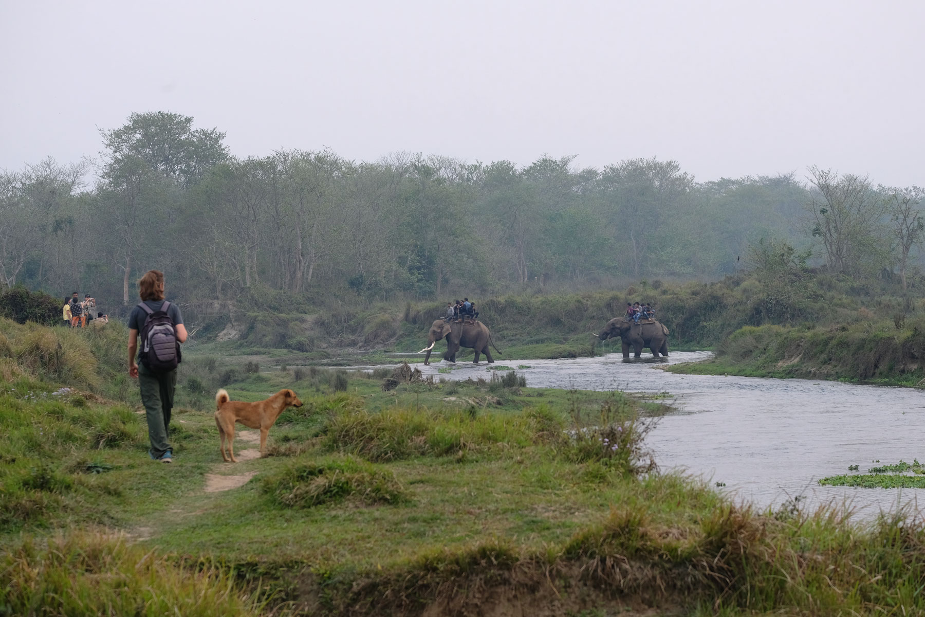 Sebastian geht neben einem Hund und schaut zu zwei berittenen Elefanten, die im Fluss waten.
