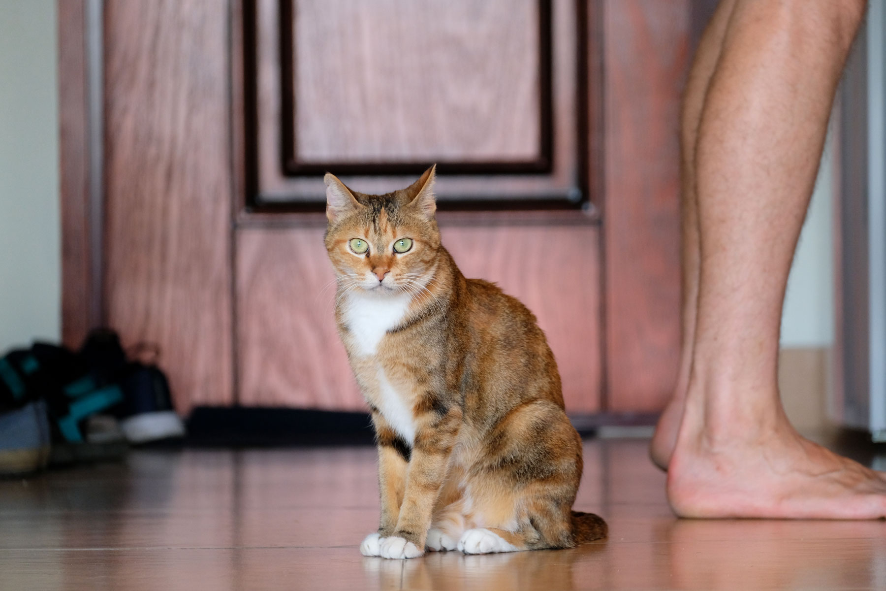 Eine Katze beim House Sitting.