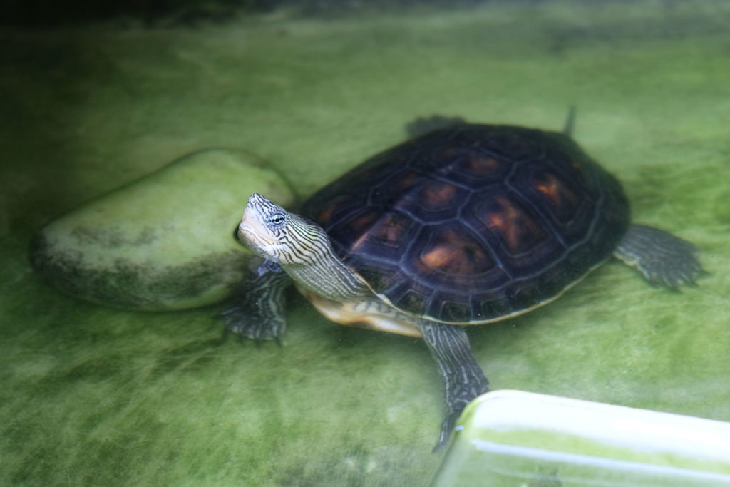 Eine Schildkröte schaut neugierig aus dem Wasser.